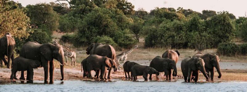 Game Drive And Rhino Walk Safari - Starting the Adventure: Pickup and Transportation