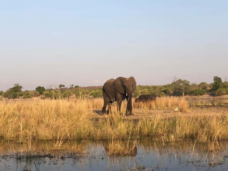 Game Drive And Rhino Walk Safari - Sunset by the Zambezi River