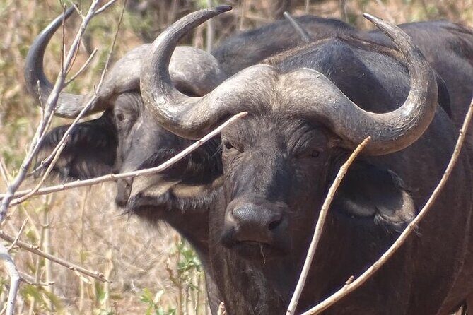 Game drive and short rhino walk - Exploring Mosi Oa Tunya National Park