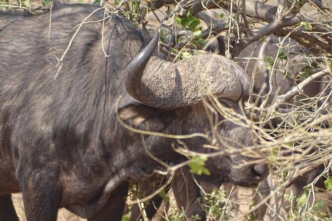 Game drive and short rhino walk - The Sum Up: Who Will Love This Tour?