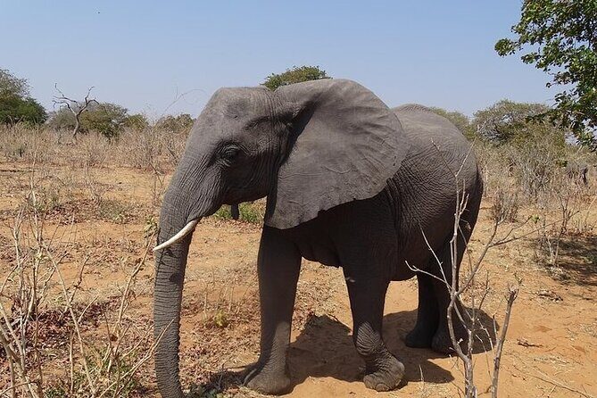 Game drive and short rhino walk - FAQ