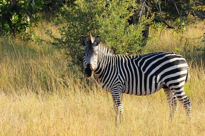 Game Drive and White Rhino Walking Safari in Livingstone - Who Will Appreciate This Tour?