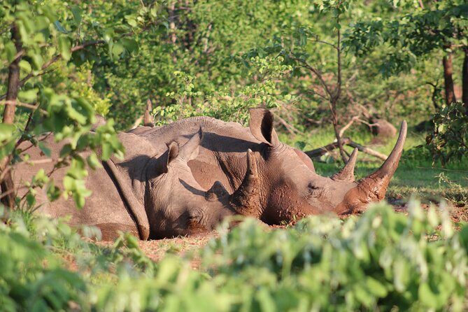 Game drive in the Mosi Oa Tunya National Park - Livingstone - The Practical Side: Price, Booking, and Tips