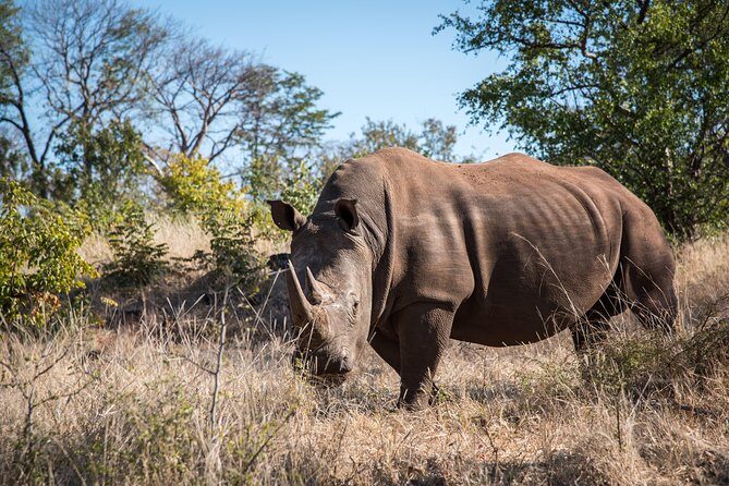 Game drive in the Mosi Oa Tunya National Park - Livingstone - Why This Tour Is a Great Choice