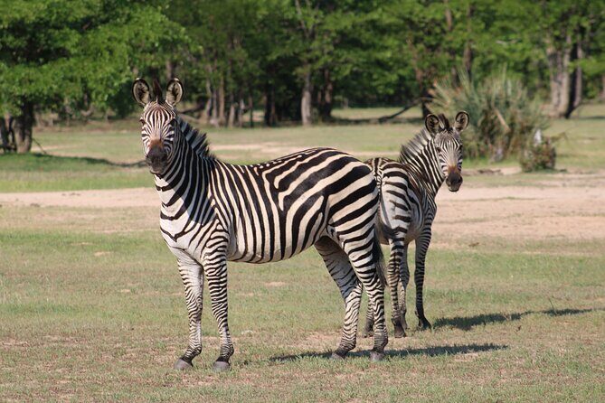 Game drive in the Mosi Oa Tunya National Park - Livingstone - The Sum Up