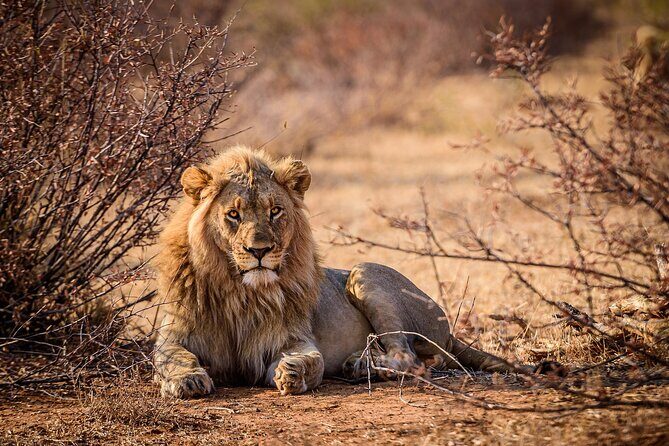 Game drive in Victoria Falls National Park - What to Expect on Your Game Drive in Victoria Falls