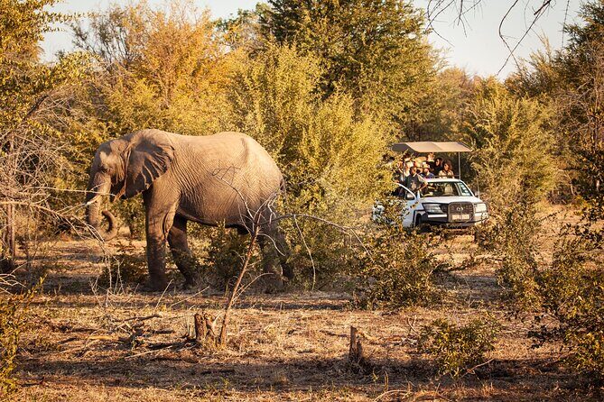 Game drive in Victoria Falls National Park - Final Thoughts: Is This the Right Safari for You?