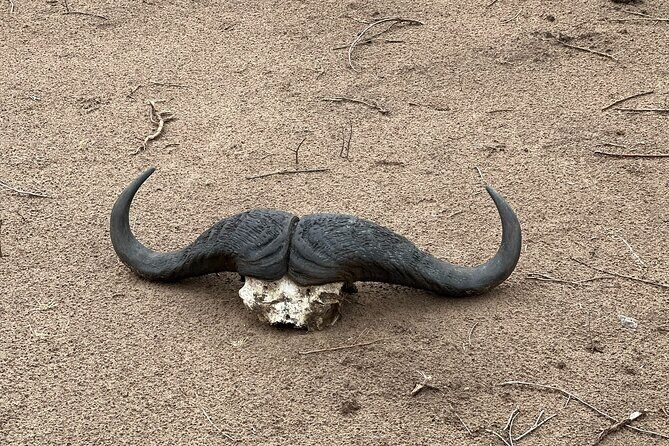 Game drive in Victoria Falls National Park - FAQ