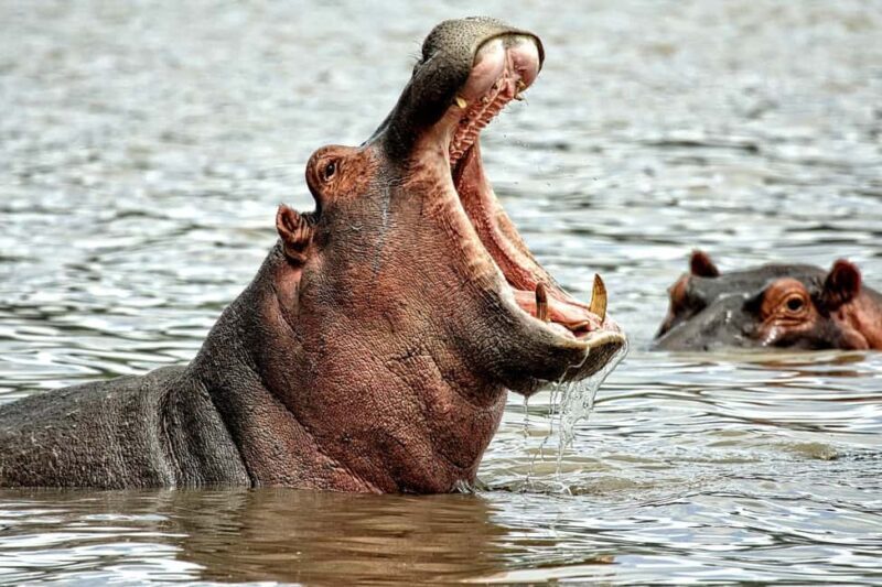 Game drive in Victoria Falls - Who Will Love This Tour?