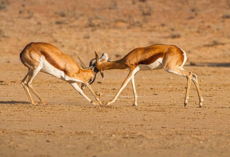 Game drive in Victoria Falls - FAQs