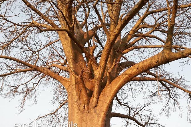 Game Drive in Zambezi National Park Morning or Afternoon - FAQs