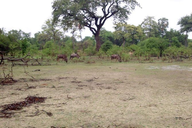 Game Drive into the Musi Otunya National Park - Discovering Musi Otunya National Park: A Closer Look