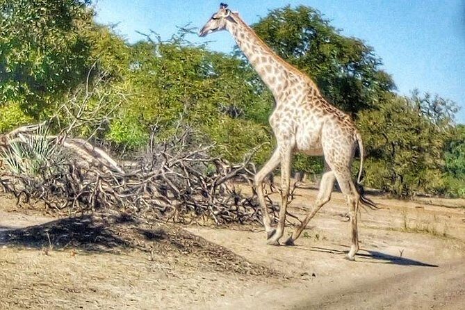 Game Drive into the Musi Otunya National Park - FAQ