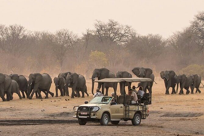 Game Drive Morning & Afternoon - Exploring the Victoria Falls Game Drive: A Complete Review