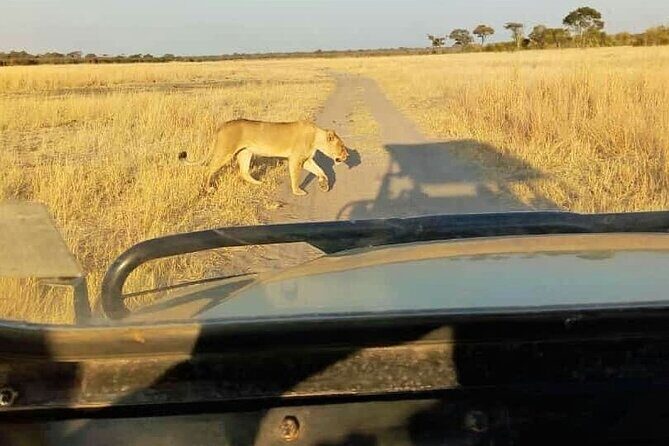 Game Drive Morning & Afternoon - Key Points