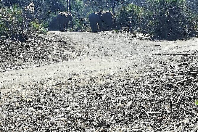 Game Drive Morning & Afternoon - FAQ