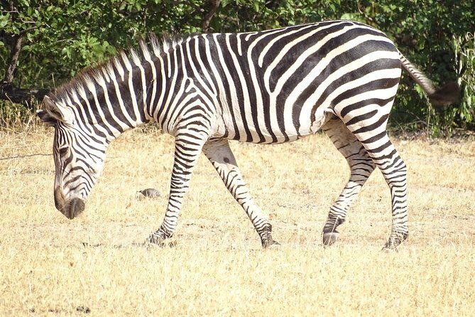 Game Drive & Rhino Safari Experience - MINIMUM 2 PEOPLE - Who Would Enjoy This Tour?  