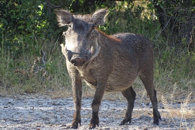 Game Drive & Rhino Safari Experience - MINIMUM 2 PEOPLE - Final Thoughts