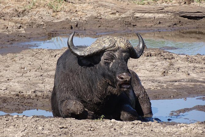 Game Drive & Rhino Safari Experience - MINIMUM 2 PEOPLE - FAQ  