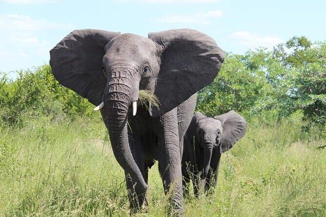 Game drive/White Rhino tracking - An Introduction to the Tour: What Makes It Stand Out?