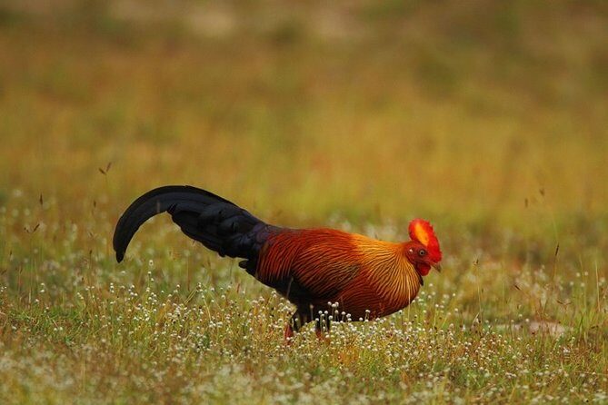 Game Drive Wilpattu National Park : Private Tour - Practical Details and Booking Insights