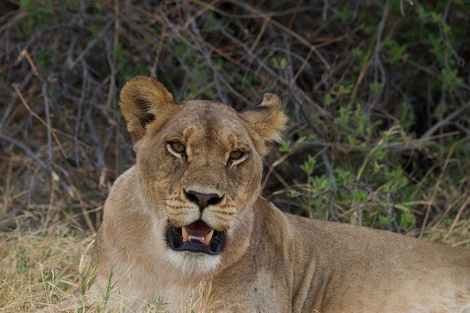 Game Drives - What to Expect from the Tour