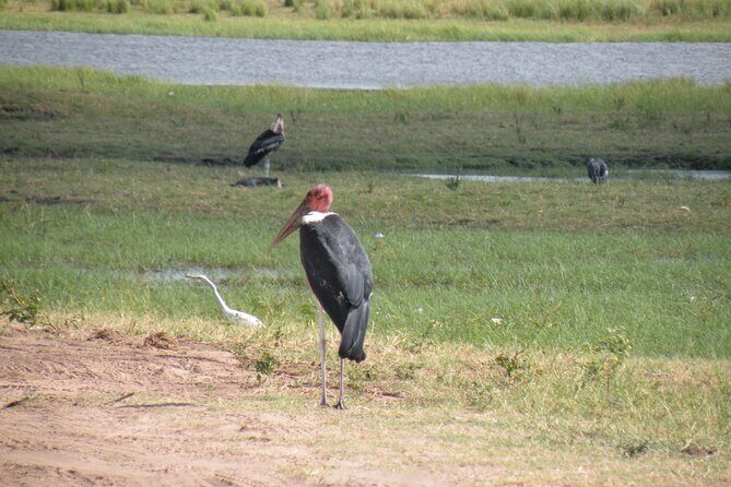 Game Drives in the Zambezi National Park - Final Thoughts