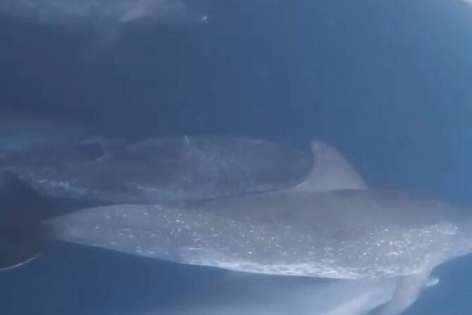 gandoca-manzanillo-hike-tour-with-dolphin-watching