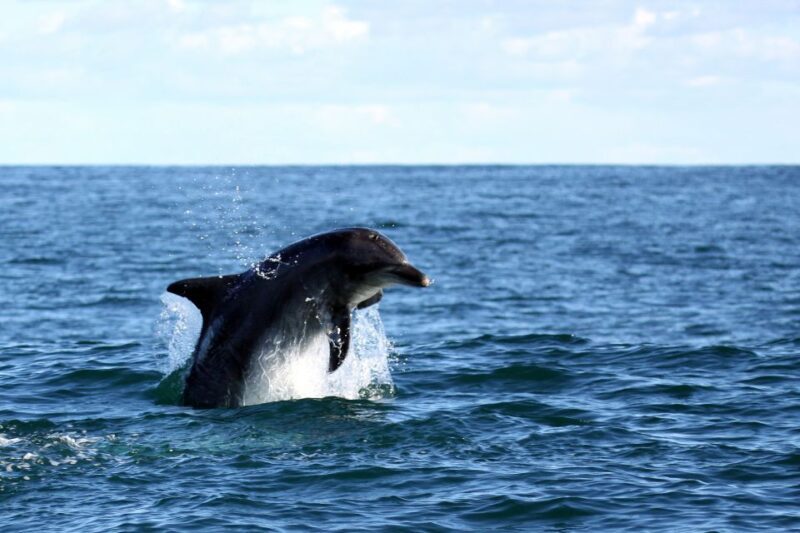 Gansbaai and Big 5 Sea Safari Full-Day Tour from Cape Town - Key Points