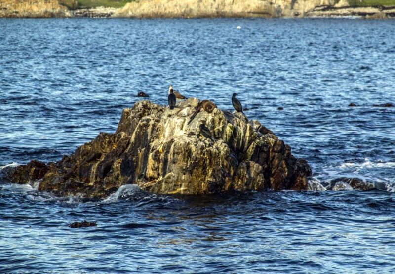 Gansbaai and Big 5 Sea Safari Full-Day Tour from Cape Town - An In-Depth Look at the Tour