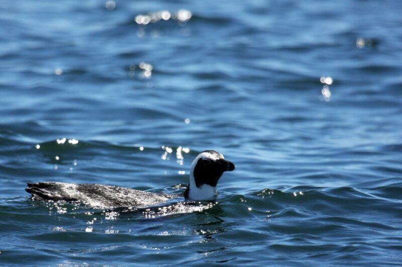Gansbaai and Big 5 Sea Safari Full-Day Tour from Cape Town - The Experience’s Value