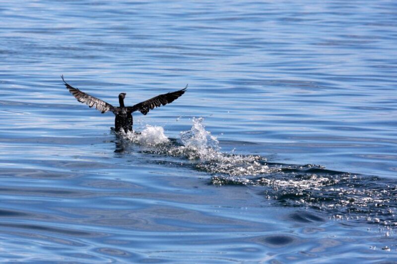 Gansbaai and Big 5 Sea Safari Full-Day Tour from Cape Town - Who Should Consider This Tour?