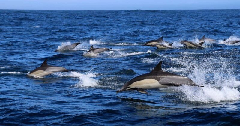 Gansbaai: Marine Big 5 Boat tour - Key Points