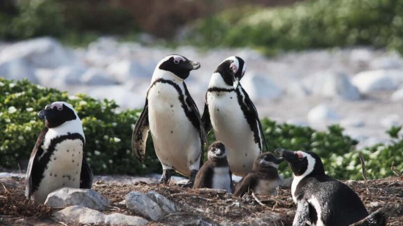 Gansbaai: Marine Big 5 Boat tour - An In-Depth Look at the Marine Big 5 Boat Tour