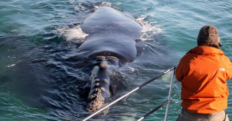 Gansbaai: Marine Big 5 Boat tour - FAQ