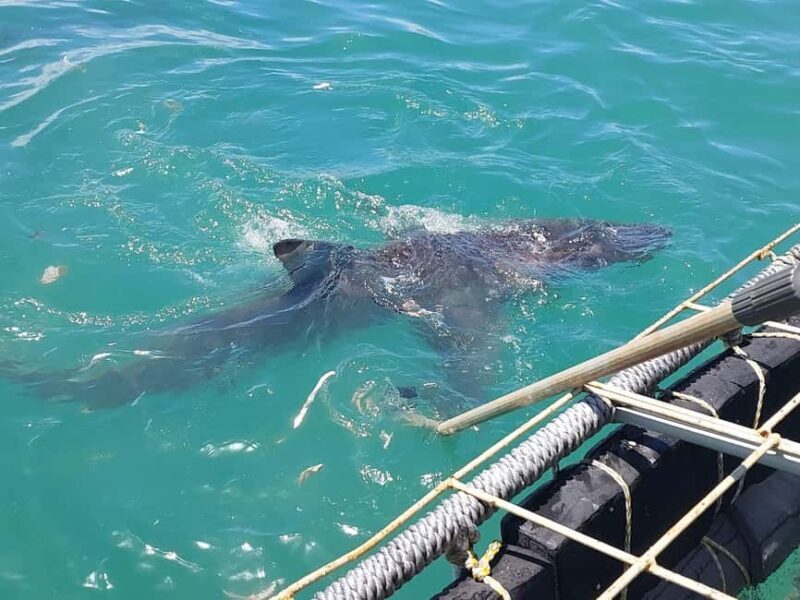 GANSBAAI: Shark and Crocodile Diving Combo - An In-Depth Look at the Experience