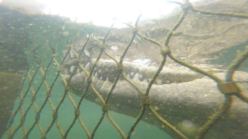 GANSBAAI: Shark and Crocodile Diving Combo - FAQ