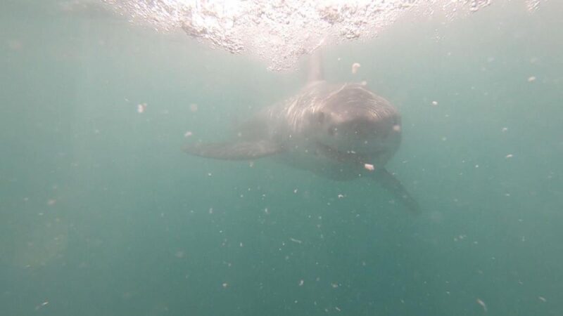 Gansbaai: Shark Cage Diving and Shark Viewing Boat Trip - Key Points