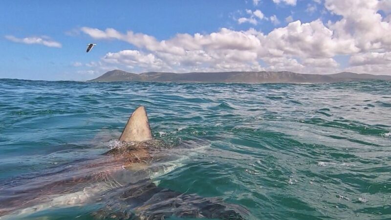 Gansbaai: Shark Cage Diving and Shark Viewing Boat Trip - An Authentic Look at Gansbaais Shark Adventures