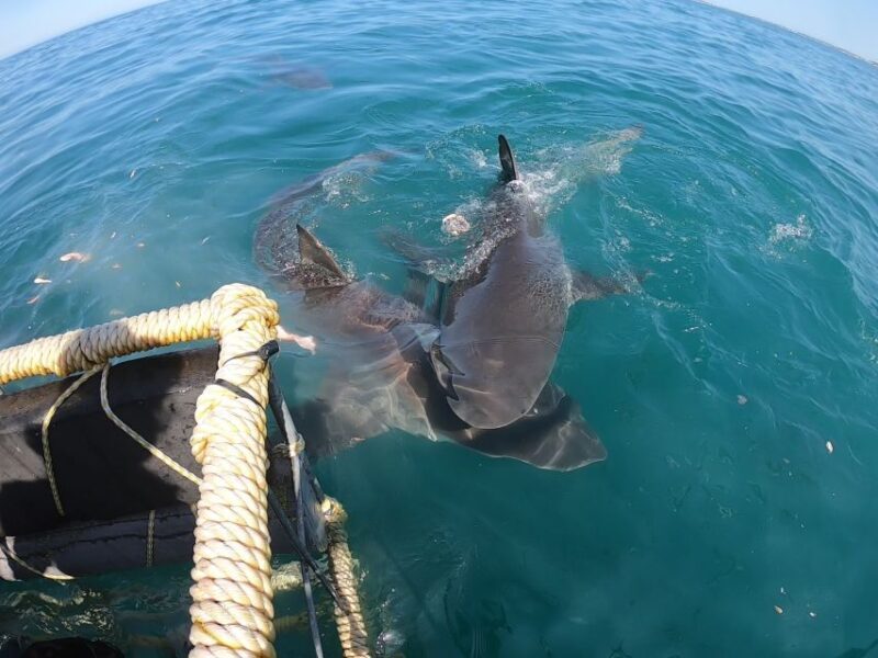 Gansbaai: Shark Cage Diving and Shark Viewing Boat Trip - Final Thoughts