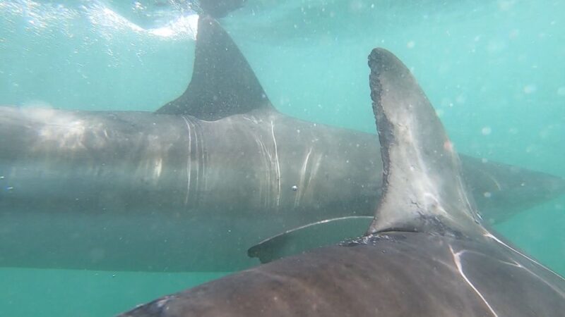 Gansbaai: Shark Cage Diving and Shark Viewing Boat Trip - FAQ