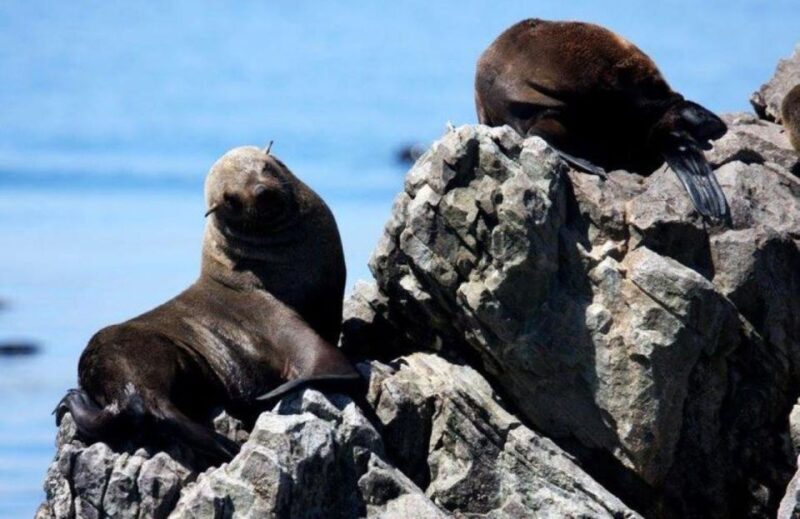 Gansbaai: Shark Dive & Big 5 Sea Safari Combo Boat Trip - Key Points
