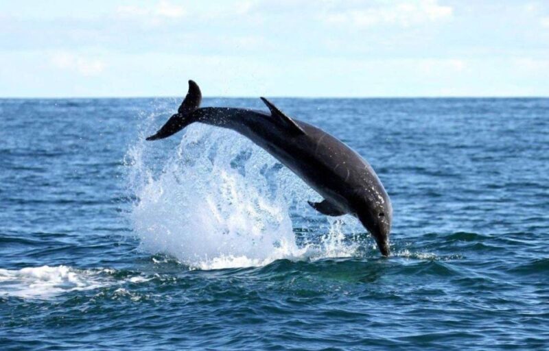 Gansbaai: Shark Dive & Big 5 Sea Safari Combo Boat Trip - Exploring the Gansbaai Shark Cage Dive and Sea Safari
