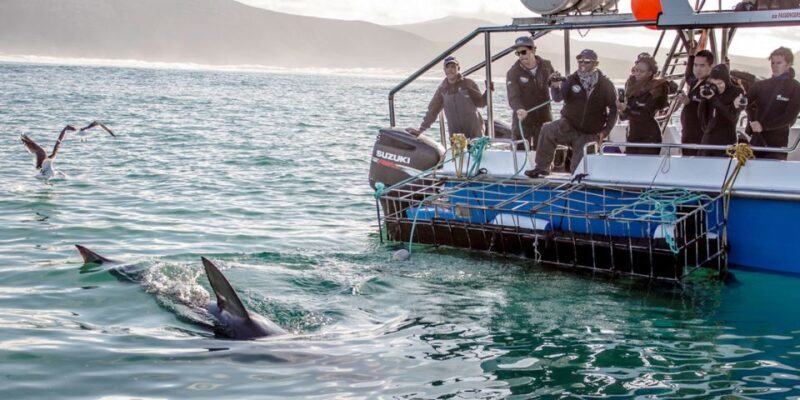 Gansbaai: Shark Dive & Big 5 Sea Safari Combo Boat Trip - FAQ