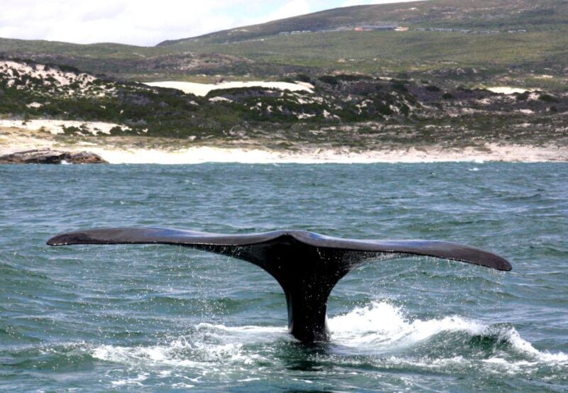 Gansbaai: Shark Dive & Whale Watching Combo Boat Trip - Gansbaai: Shark Dive & Whale Watching Combo Boat Trip