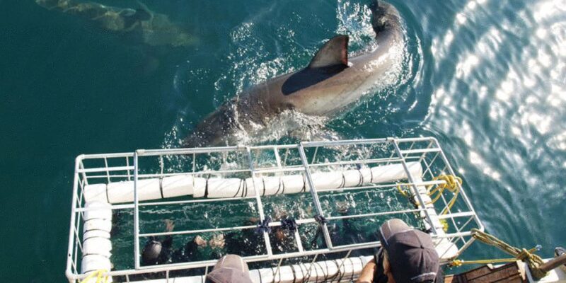 Gansbaai: Shark Dive & Whale Watching Combo Boat Trip - Key Points