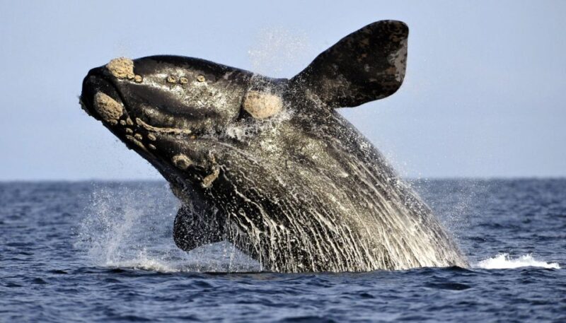 Gansbaai: Whale Watching Trip by Boat - Key Points