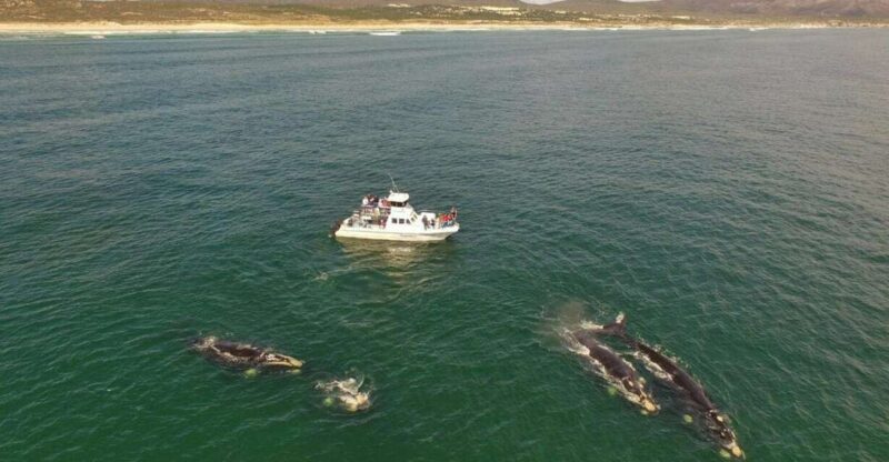 Gansbaai: Whale Watching Trip by Boat - Introduction to the Gansbaai Whale Watching Experience