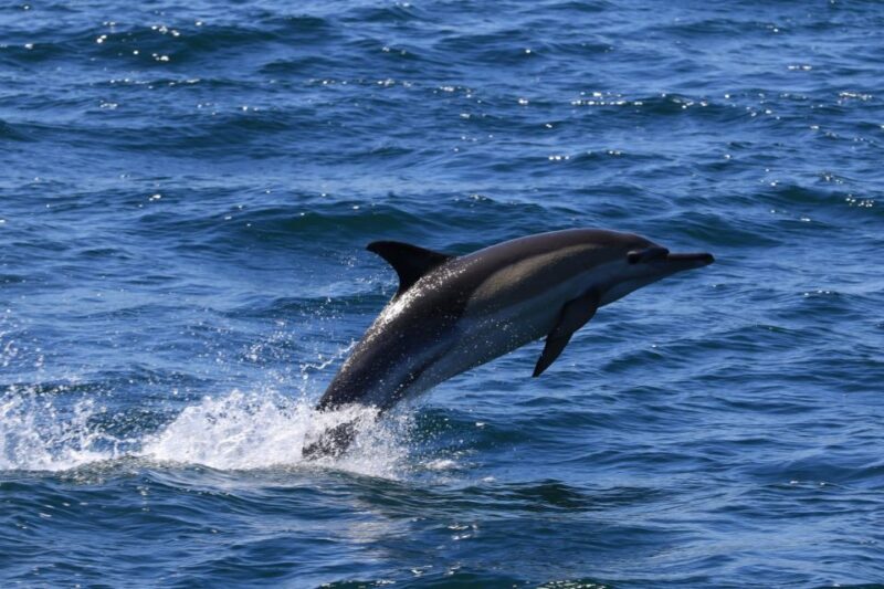 Gansbaai: Whale Watching Trip by Boat - Final Thoughts