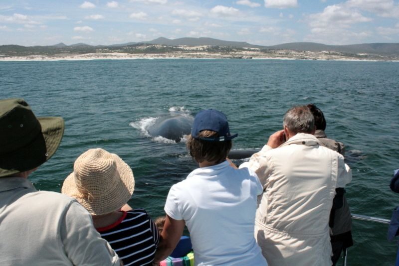 Gansbaai: Whale Watching Trip by Boat - FAQ